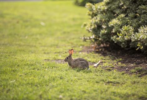 Lapin