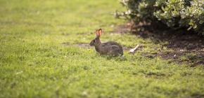 Lapin